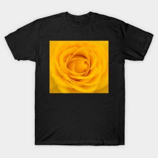 Close-up of yellow rose T-Shirt